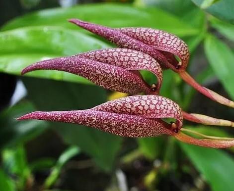 Bulbophyllum fraudulentum | Orchid