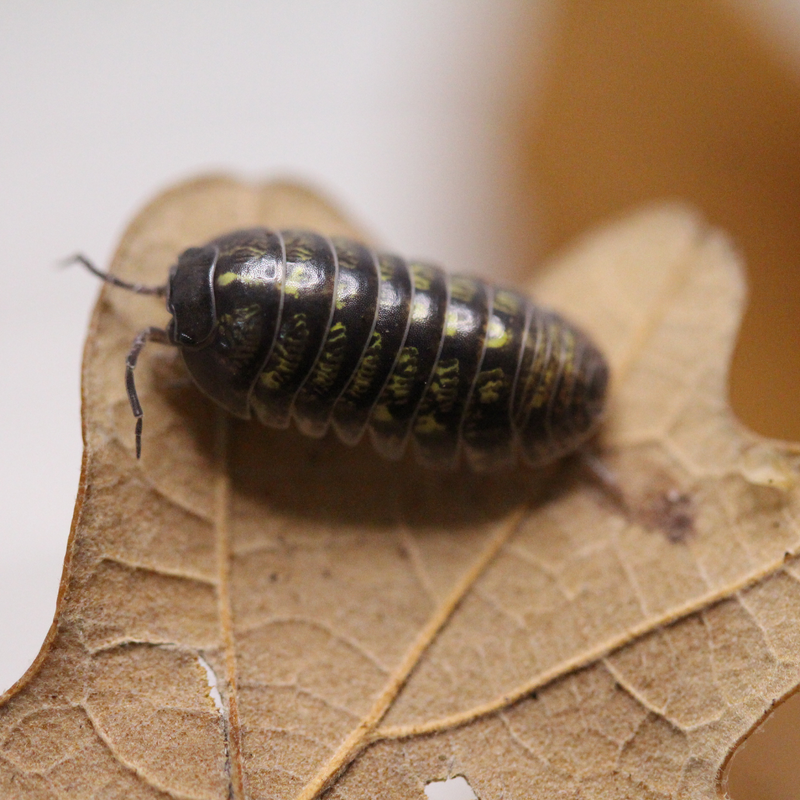 'Wild Type' Armadillidium vulgare Isopods