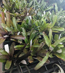 Assorted Bromeliad Pups