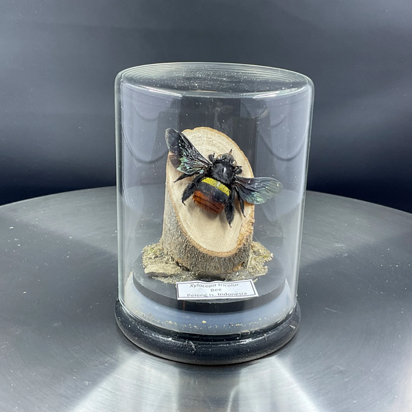 Sleepy Scorpion Carpenter Bee Xylocopa tricolour Mounted Specimen