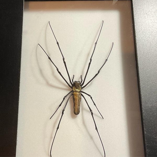 Sleepy Scorpion Northern Golden Orb Weaver Nephila maculata Mounted Specimen