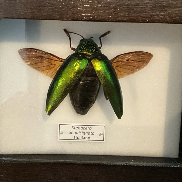 Sleepy Scorpion Jewel Beetle Sternocera aequisignata Mounted Specimen