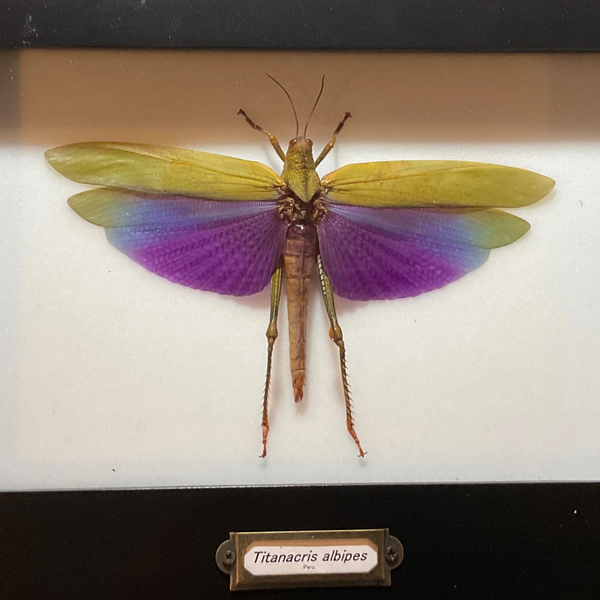 Sleepy Scorpion Purple Winged Hopper Titanacris albipes Mounted Specimen