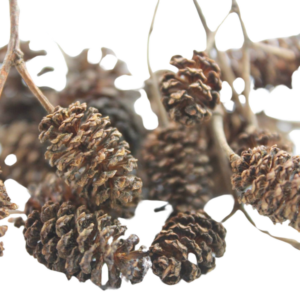 Peter's Botanicals Alder Cones