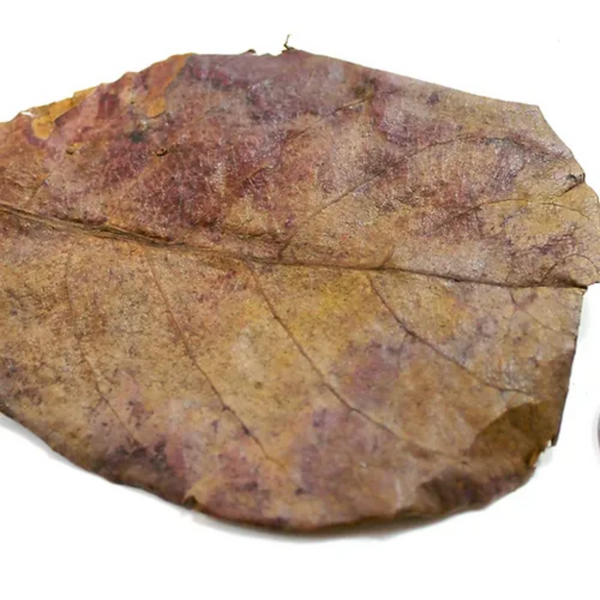 Peter's Botanicals Indian Almond Leaves 4-6in