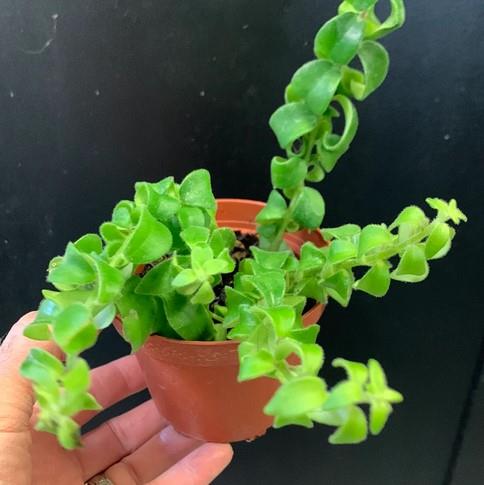 Aeschynanthus radicans | Curly Rasta Lipstick Vine | 2-3" Pot