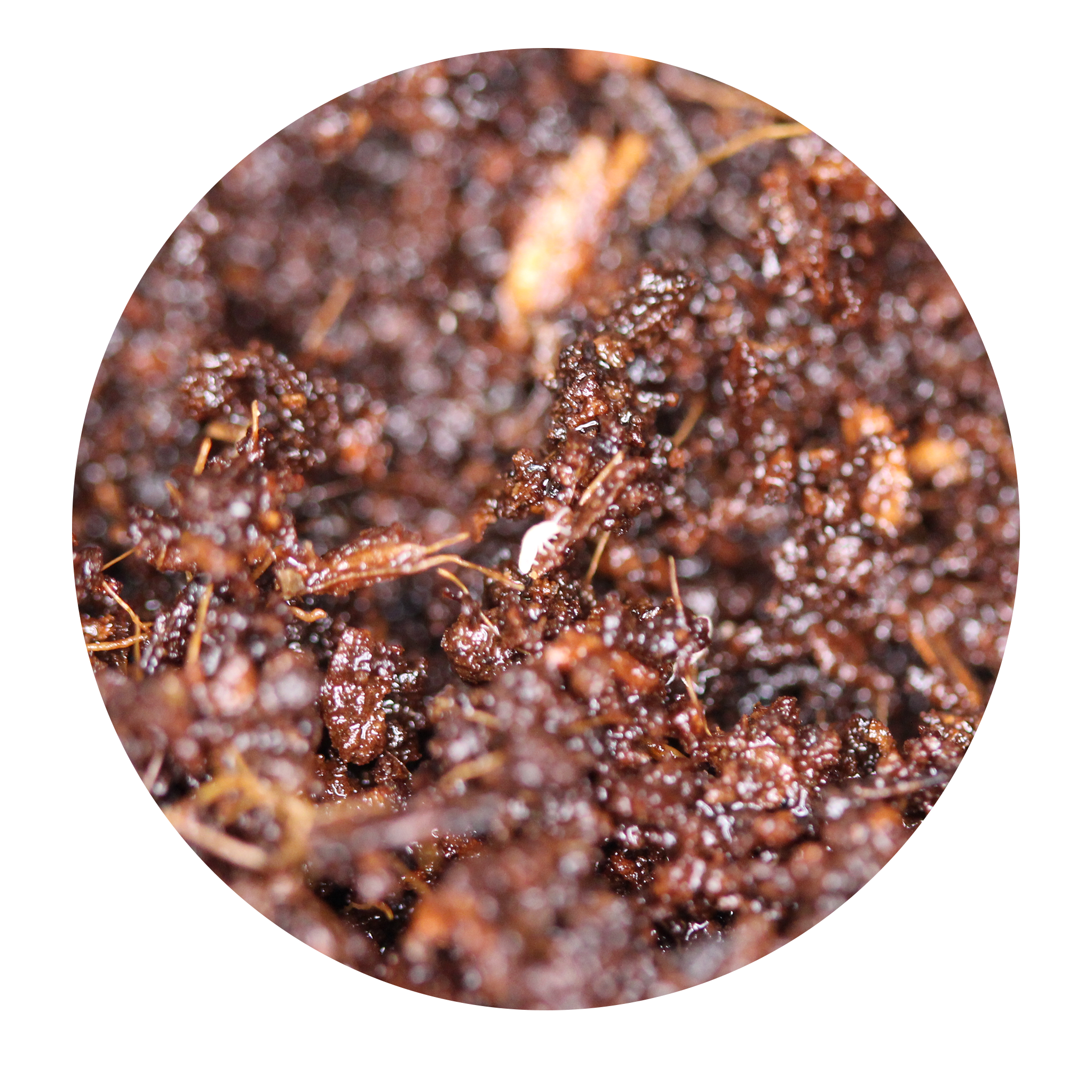 Springtail Culture