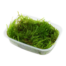 Tropica Taxiphyllum sp. 'Spiky Moss' Portion