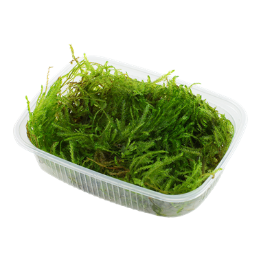 Tropica Taxiphyllum sp. 'Spiky Moss' Portion