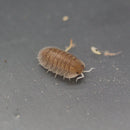 Troglodillio "Soil" Isopod Culture