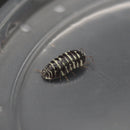 Armadillium maculatum 'Zebra' Isopod Culture