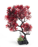Aqua-Fit Japanese Maple Bonsai - Pisces Pet Emporium