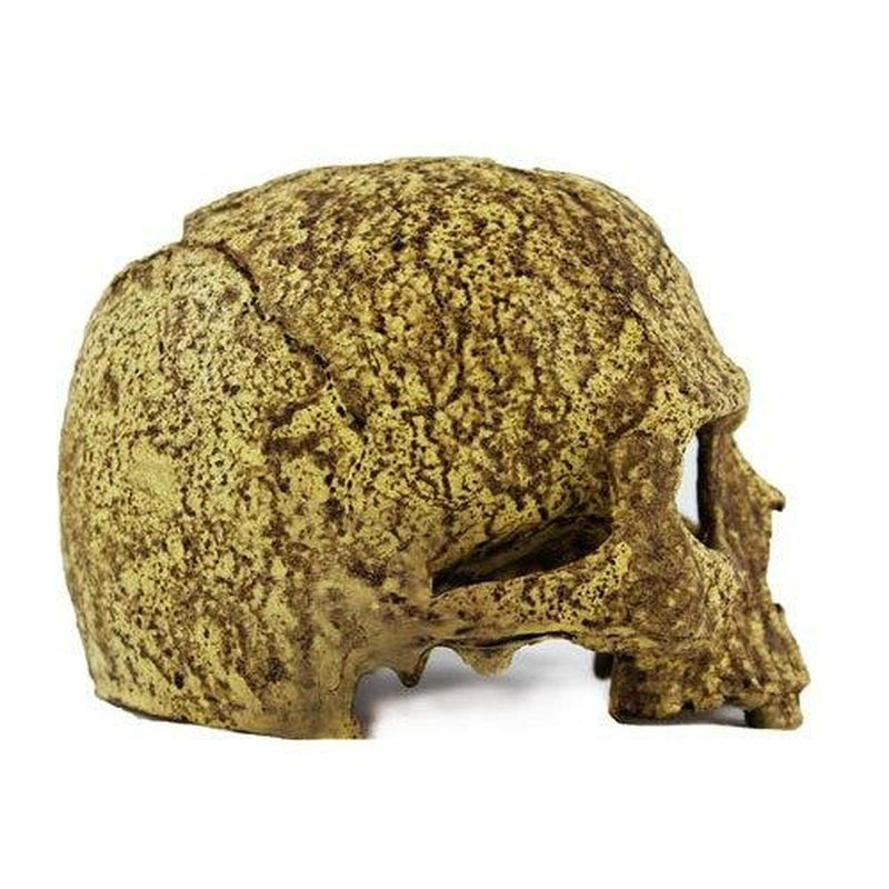 Pangea Human Skull Cave - Pisces Pet Emporium