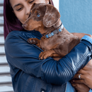 Rogz Urban Classic Collar Dog | Pisces