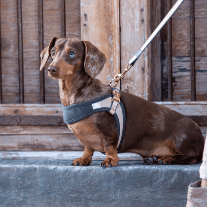 Rogz Urban Fast-Fit Adjustable Harness Dog | Pisces