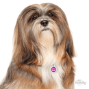 My Family Circle & Crown Pet ID Tag - Pisces Pet Emporium