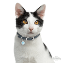 My Family Circle & Paw Pet ID Tag - Pisces Pet Emporium