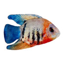 Kittybelles Plush Cat Toy Collection