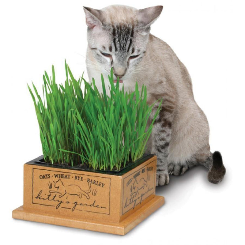 SmartCat Kitty's Garden Refill Kit - Pisces Pet Emporium