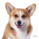 My Family Circle & Heart Pet ID Tag - Pisces Pet Emporium