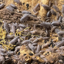 Isopods Porcellionides pruinosus ‘Powder Blue’ | Pisces