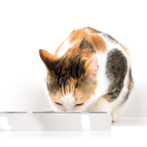 Catit Double Feeding Dish - Available in 2 Colours | Pisces Pets