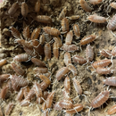 Isopods Porcellionides pruinosus ‘Creamsicle’ | Pisces