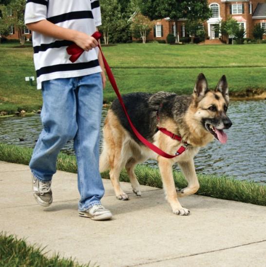 Pet Safe Easy Walk Harness - Raspberry - Pisces Pet Emporium