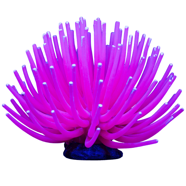 Tetra GloFish Anemone - Pisces Pet Emporium