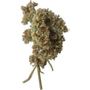 Trippin' Paws Catnip - Bud Life Tub - Pisces Pet Emporium