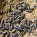 Armadillidium granulatum Yellow Spotted Spanish| Pisces
