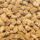 Higgins Sunburst Millet Bits - Pisces Pet Emporium
