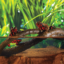 Exo Terra Jungle Vines - Large - Pisces Pet Emporium