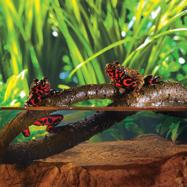 Exo Terra Jungle Vines - Large - Pisces Pet Emporium