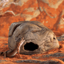 Exo Terra Gecko Cave - Medium - Pisces Pet Emporium