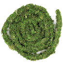 Galapagos Moss Vine - Pisces Pet Emporium