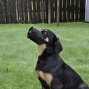 Coastal Pet Best Fit Adjustable Mesh Muzzle - Pisces Pet Emporium