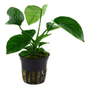Tropica Blister Pack - Anubias barteri caladiifolia - Pisces Pet Emporium