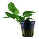 Tropica Blister Pack - Anubias barteri var. nana - Pisces Pet Emporium