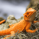 Safari Ltd. Bearded Dragon - Pisces Pet Emporium