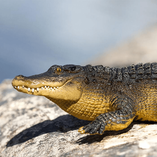 Safari Ltd. Alligator - Pisces Pet Emporium