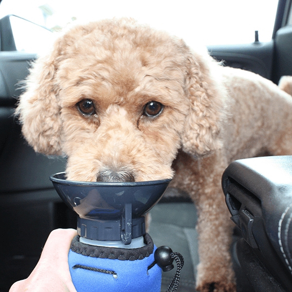 Lap-It-Up Dog Water Bottle - Blue - Pisces Pet Emporium