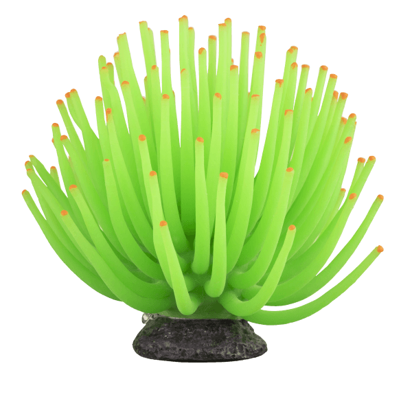 Tetra GloFish Anemone - Pisces Pet Emporium