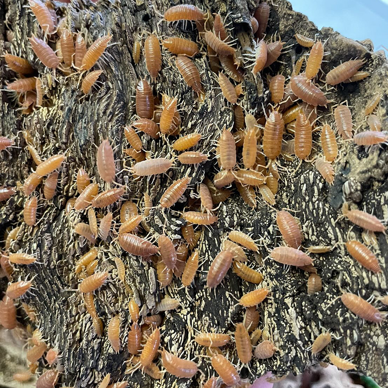 Isopods Porcellionides pruinosus Powder Orange| Pisces