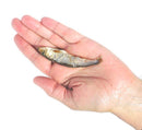 Plato Pet Treats - On the Go! Wild Caught Baltic Sprat - Pisces Pet Emporium
