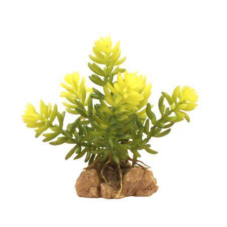 Zoo Med Desert Flora - Burro's Tail - Pisces Pet Emporium