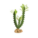 Zoo Med Desert Flora - Euphorbia - Pisces Pet Emporium