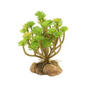 Zoo Med Desert Flora - Tree Houseleek - Pisces Pet Emporium