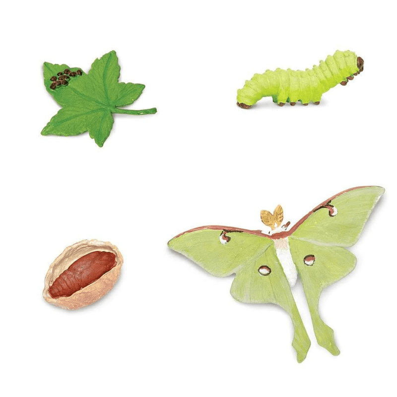 Safari Ltd. Life Cycle of a Luna Moth - Pisces Pet Emporium