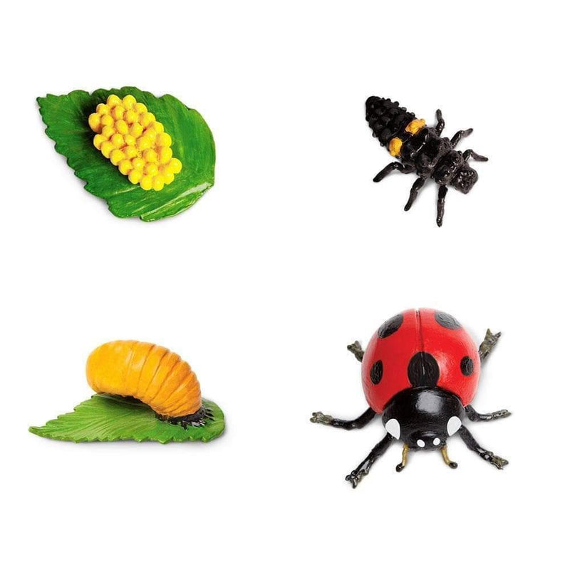 Safari Ltd. Life Cycle of a Ladybug Toy | Pisces